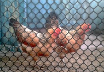 http://prenker.test.w2d.hu/media_ws/10000/2081/idx/intermas-baromfiracs-muanyag-poultrymesh-bn-92-0-9-x-25m-fekete-1.jpg