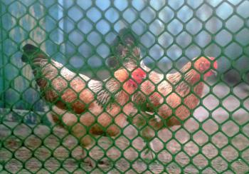 http://prenker.test.w2d.hu/media_ws/10000/2082/idx/intermas-baromfiracs-muanyag-poultrymesh-bn-92-0-9-x-25m-zold-1.jpg